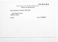 Lasiobotrys lonicerae image